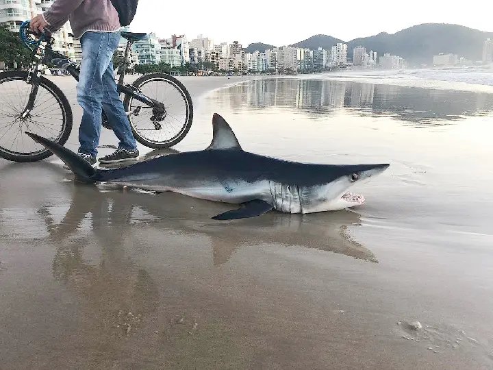 Tubar&atilde;o resgatado ontem &eacute; achado morto esta manh&atilde;