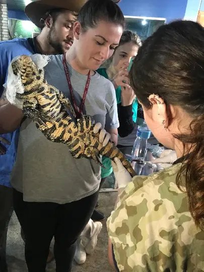 R&eacute;pteis do Zoobot&acirc;nico recebem atendimento de sa&uacute;de