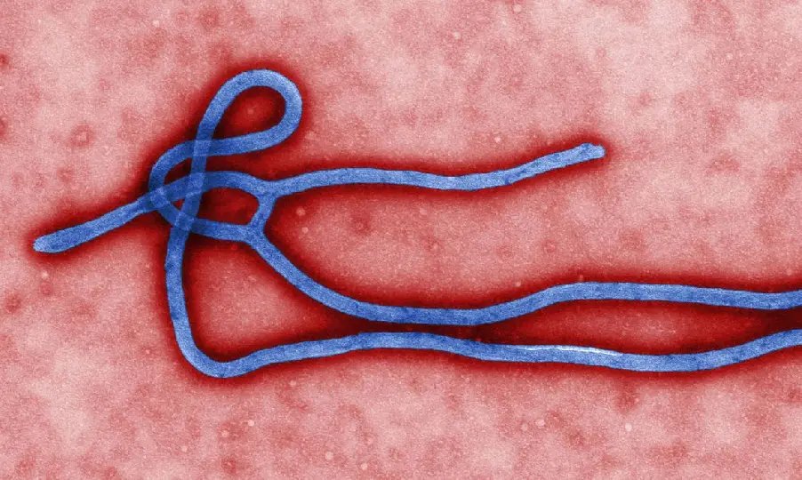 Guin&eacute; declara novo surto de ebola