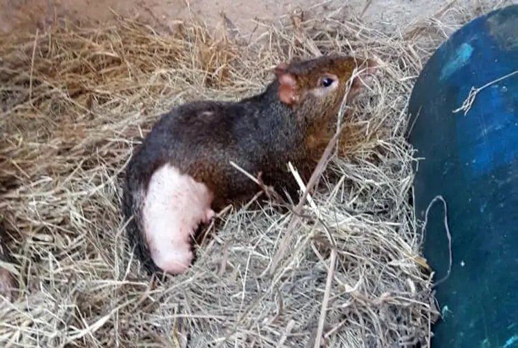 Zoobot&acirc;nico de Brusque acolhe animal ferido &agrave; bala