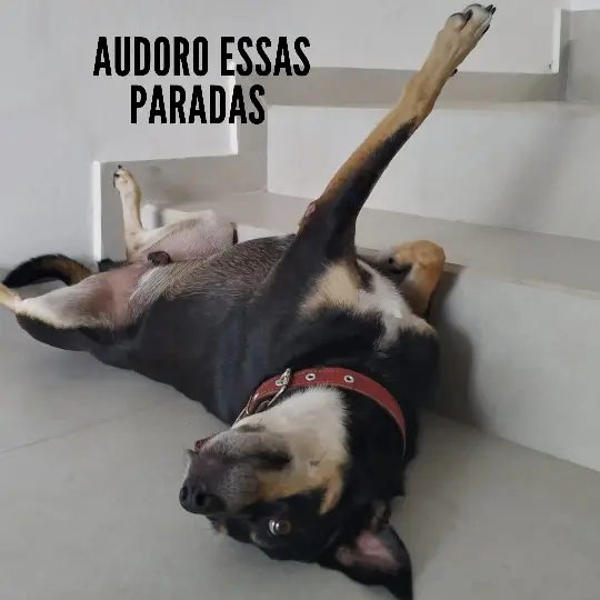 Domingo &eacute; mais animal no Instagram da R&aacute;dio Cidade
