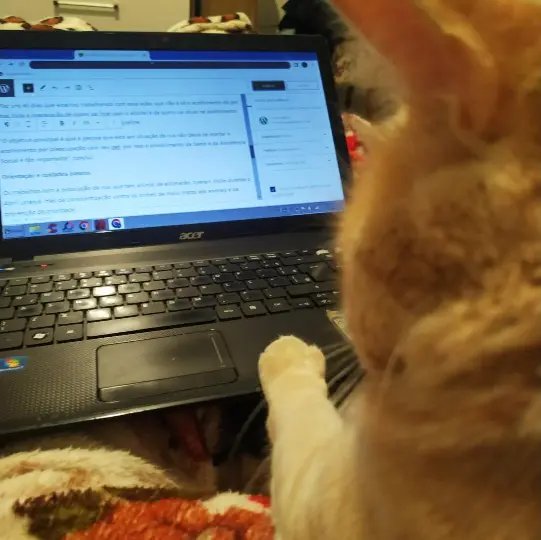 Publica&ccedil;&atilde;o de maus tratos a animais, poder&aacute; gerar multa em SC