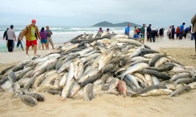 Temporada de pesca da tainha aberta em SC