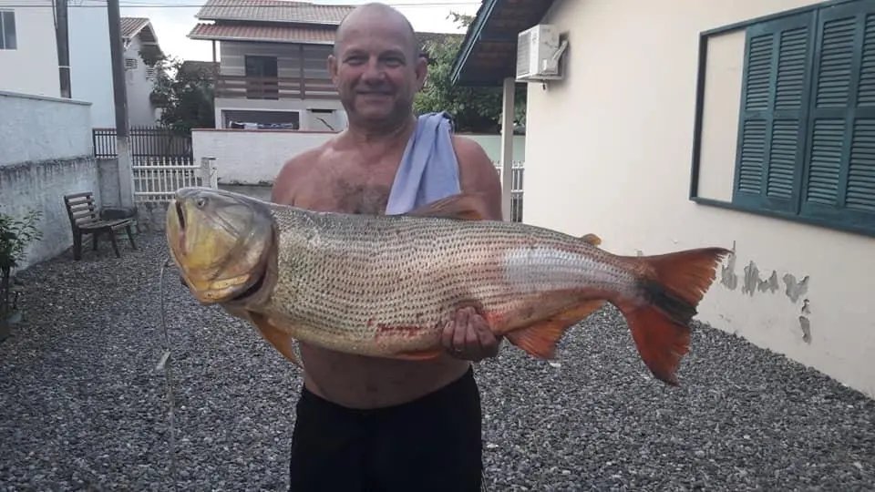 Enorme dourado &eacute; capturado no rio neste s&aacute;bado 