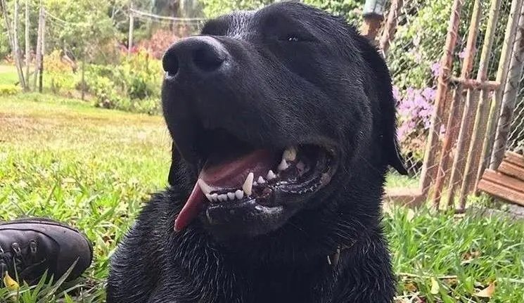 C&atilde;o de buscas dos Bombeiros morre durante opera&ccedil;&atilde;o no Sul do Estado