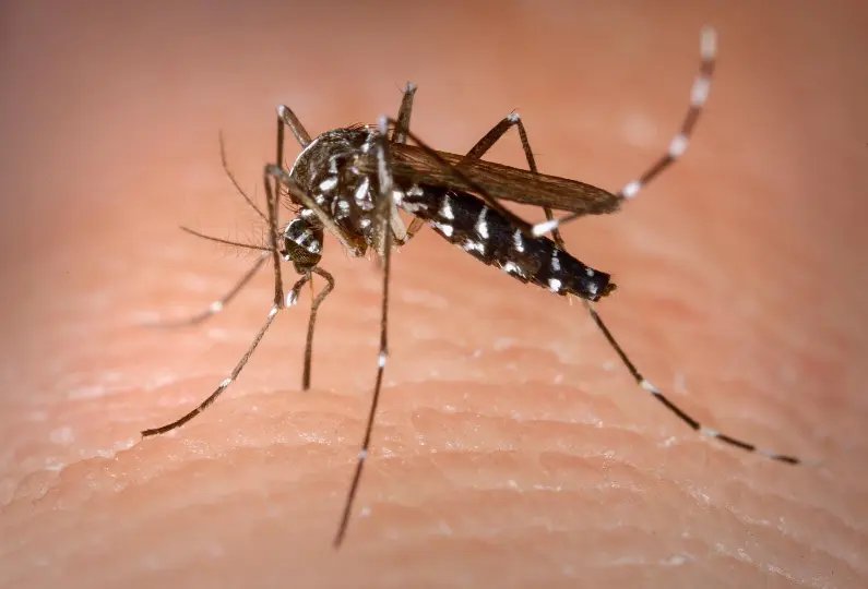 Divulgados os n&uacute;meros sobre a dengue em Brusque