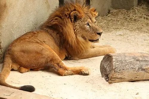 Zool&oacute;gico de SC &eacute; condenado a pagar cerca de R$ 500 mil por maus tratos aos animais