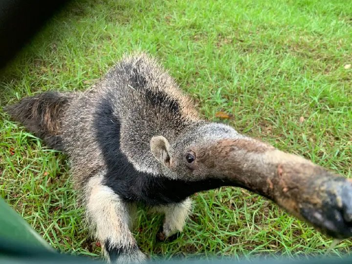 (V&iacute;deo) Duas novas esp&eacute;cies podem ser vistas no parque Zoobot&acirc;nico