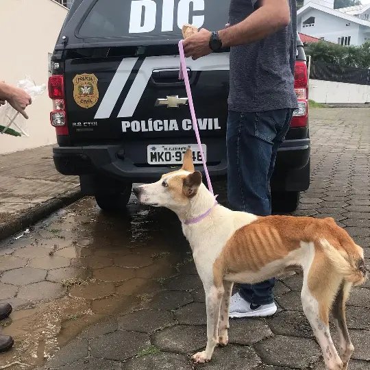 Pol&iacute;cia Civil atua em defesa dos animais pelo Estado