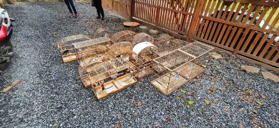 Opera&ccedil;&atilde;o "Cativeiro" apreende 15 aves da fauna