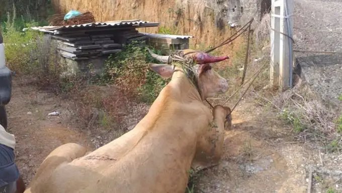 Populares amea&ccedil;am policiais durante resgate de animal ferido em farra do boi