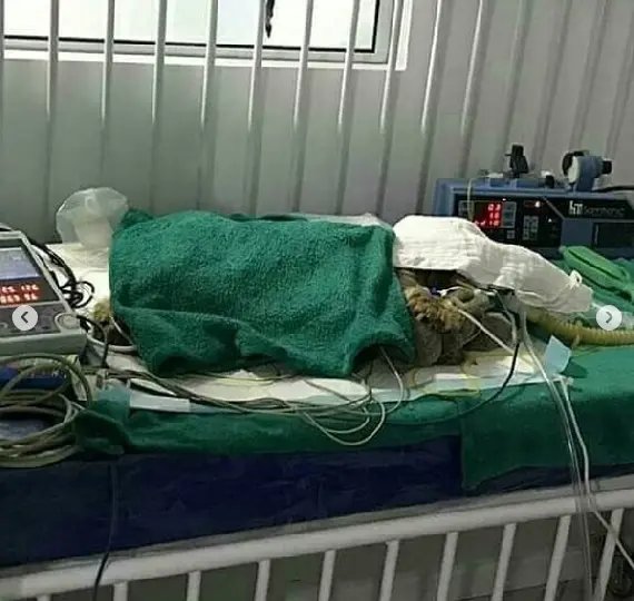 Veterin&aacute;rios descartam estupro contra c&atilde;ozinho roubado e abandonado