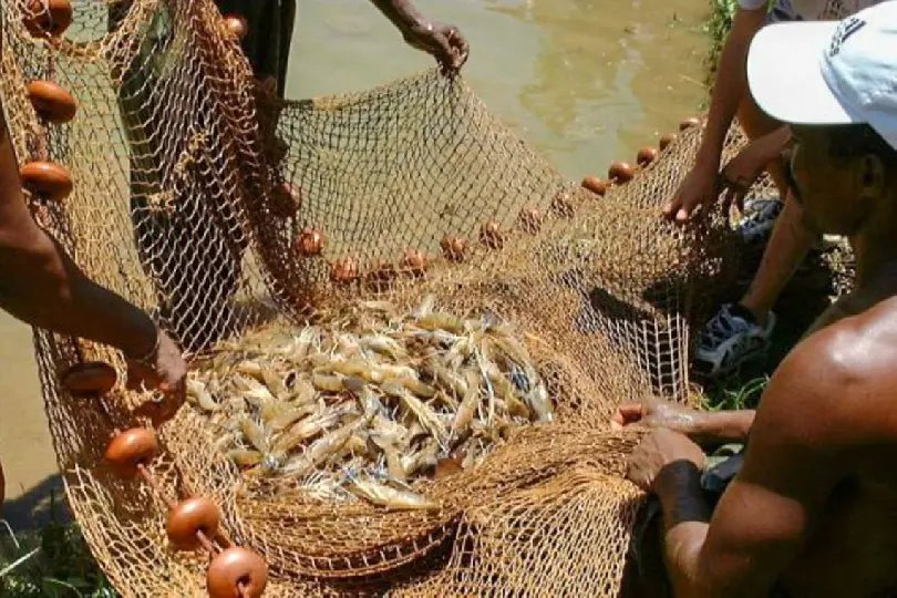 Pesquisa indica peixes que podem ser consumidos 