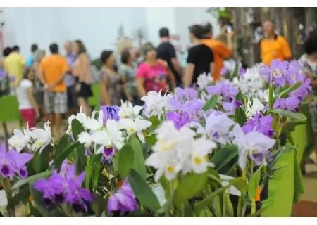 Final de semana terá exposição de orquídeas no pavilhão