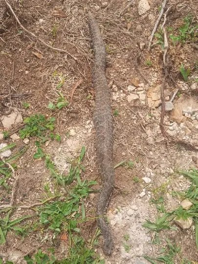 Serpente mata vaca na serra catarinense
