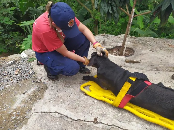 Bombeiros resgatam c&atilde;o ca&iacute;do em ribanceira de oito metros de altura