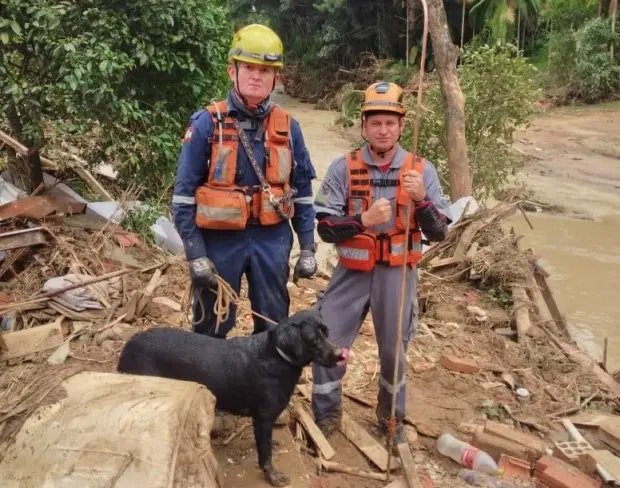 Labradora do Corpo de Bombeiros localiza corpo de mulher em Presidente Get&uacute;lio