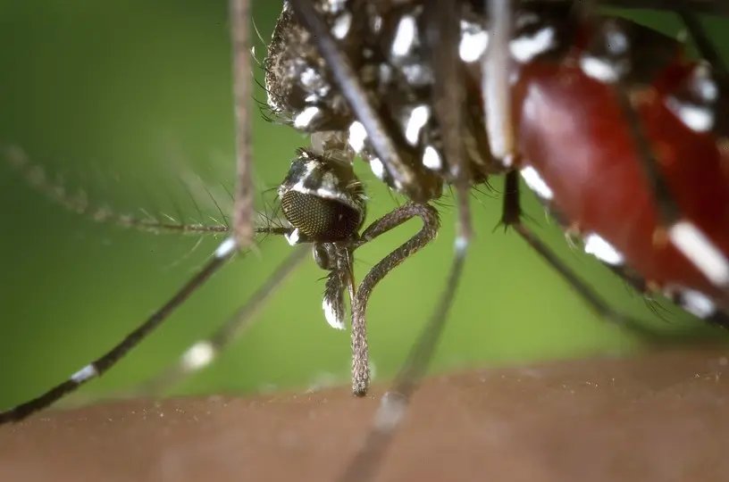 Dengue tem 45 novos casos, em Brusque