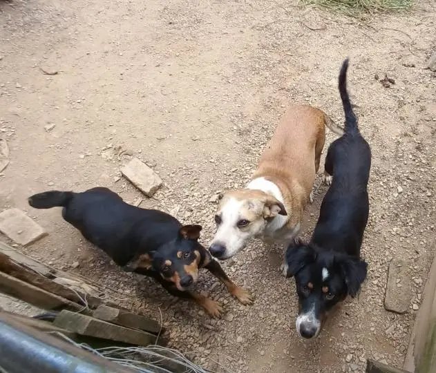 Link para cadastro na campanha de castra&ccedil;&atilde;o, chipagem e aplica&ccedil;&atilde;o da vacina em c&atilde;es e gatos &eacute; alterado