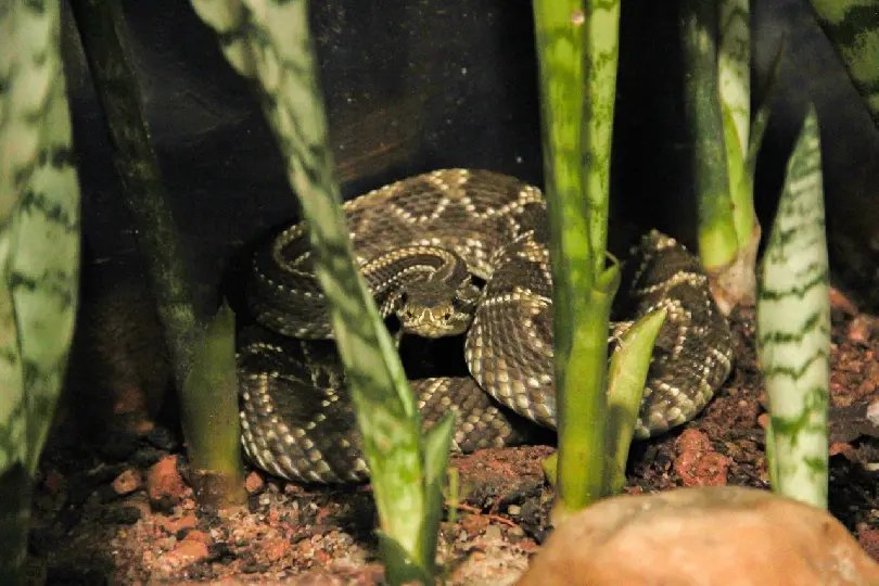 Zoobotânico recebe duas serpentes
