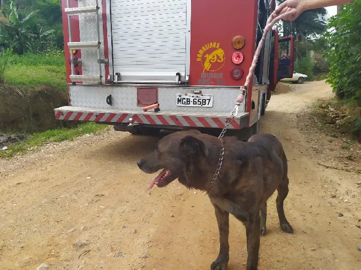 (V&Iacute;DEO) Equipes fazem resgate de c&atilde;o que despencou em buraco