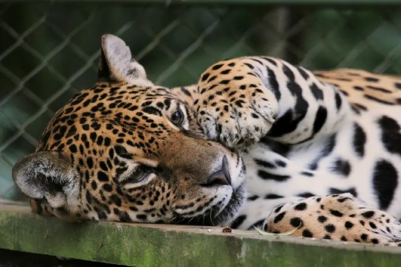 On&ccedil;a-pintada do Zoobot&acirc;nico passar&aacute; por cirurgia nesta quarta-feira