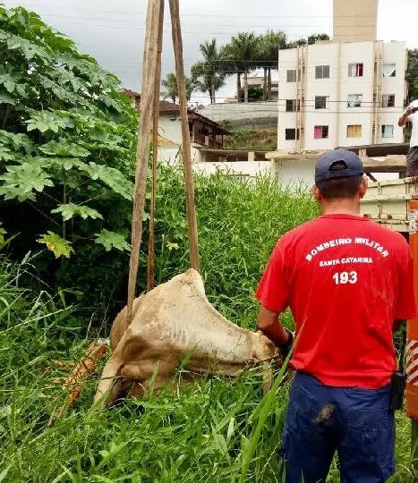Bombeiros resgatam vaca no rio Itajaí-Mirim