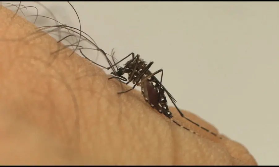 S&atilde;o Jo&atilde;o Batista registra quatro casos de dengue em uma semana