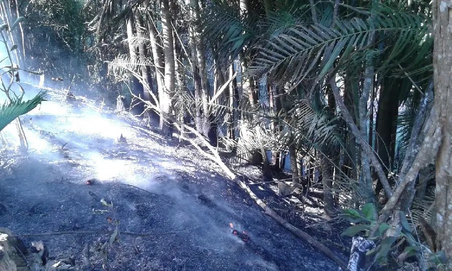 Bombeiros controlam incêndio em vegetação no Campeche
