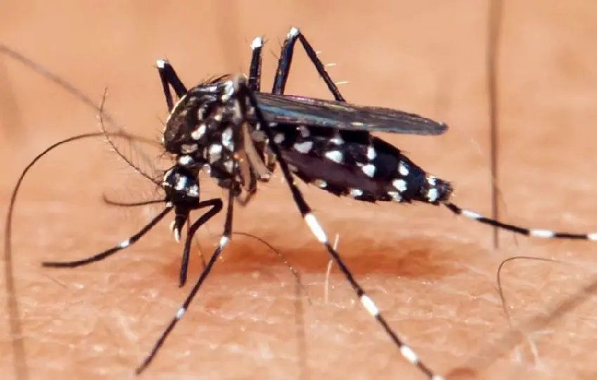 Brusque realiza semana de Mobiliza&ccedil;&atilde;o contra Dengue