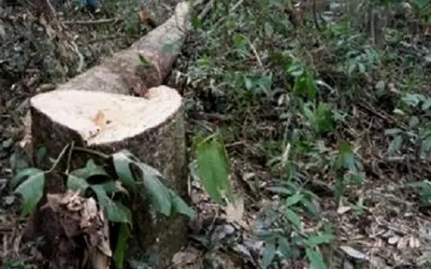 Homem morre em Gaspar ap&oacute;s tora de madeira atingir seu corpo