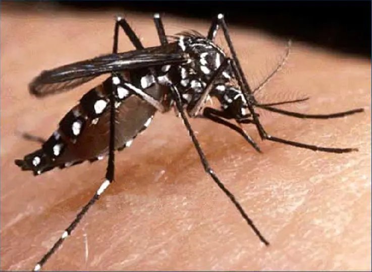 Brusque confirma o terceiro &oacute;bito relacionado a dengue