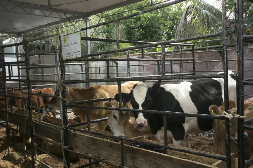 Exposi&ccedil;&atilde;o de grandes animais na Festa da Integra&ccedil;&atilde;o tem inscri&ccedil;&otilde;es abertas