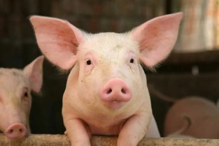 Porco desaparece e causa conflito na família 