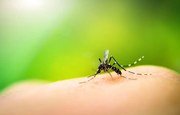 Novos focos do mosquito da dengue s&atilde;o encontrados em Brusque