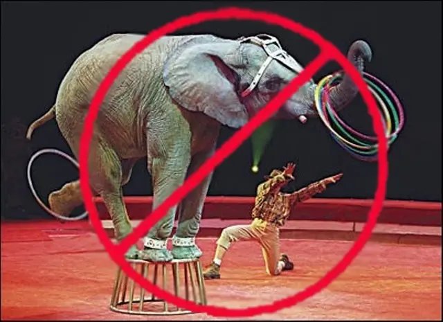 ALESC aprova Projeto de Lei proibindo uso de animais em circo em Santa Catarina