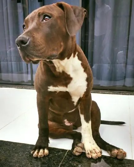 Cadela desaparece de residência após arrombamento