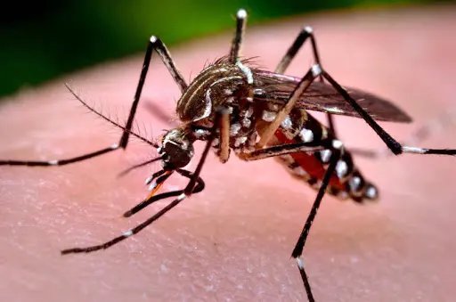 Brusque registra novo caso aut&oacute;ctone de dengue
