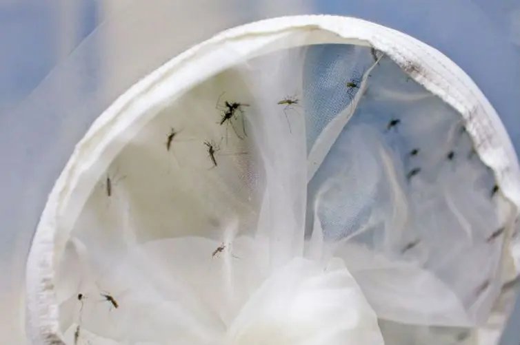 Começa hoje Semana Nacional de Combate ao Aedes aegypti