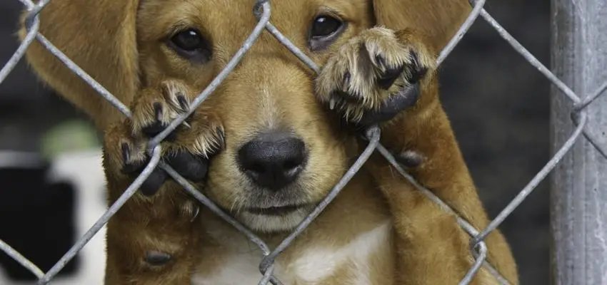 Brusque endurecerá punição a maus tratos a animais