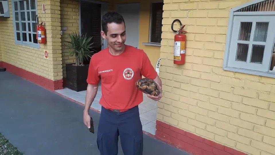 Bombeiros de Guabiruba procuram dono (a) de tartaruga