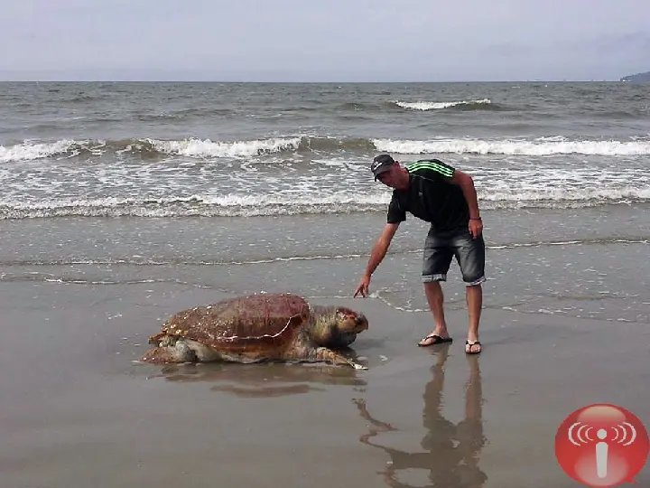 Tartaruga gigante é encontrada morta em Perequê