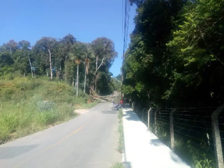 Queda de &aacute;rvore interrompe tr&acirc;nsito de rua do bairro Planalto
