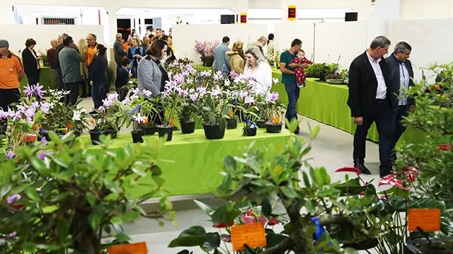 Exposição movimenta Guabiruba 