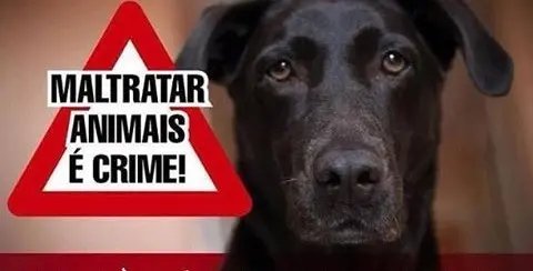 Homem é acusado de atirar e matar cachorro no Limeira 