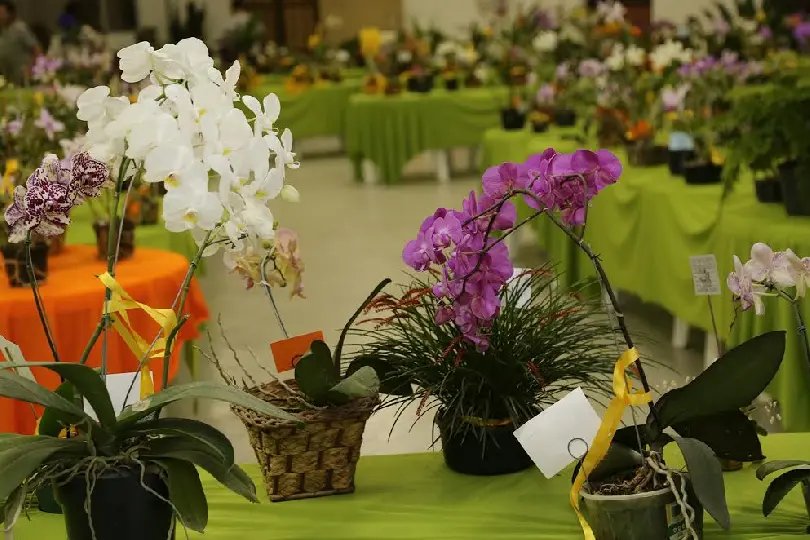 Exposição de Orquídeas e Bonsais, Feira de Animais e de Produtos Locais