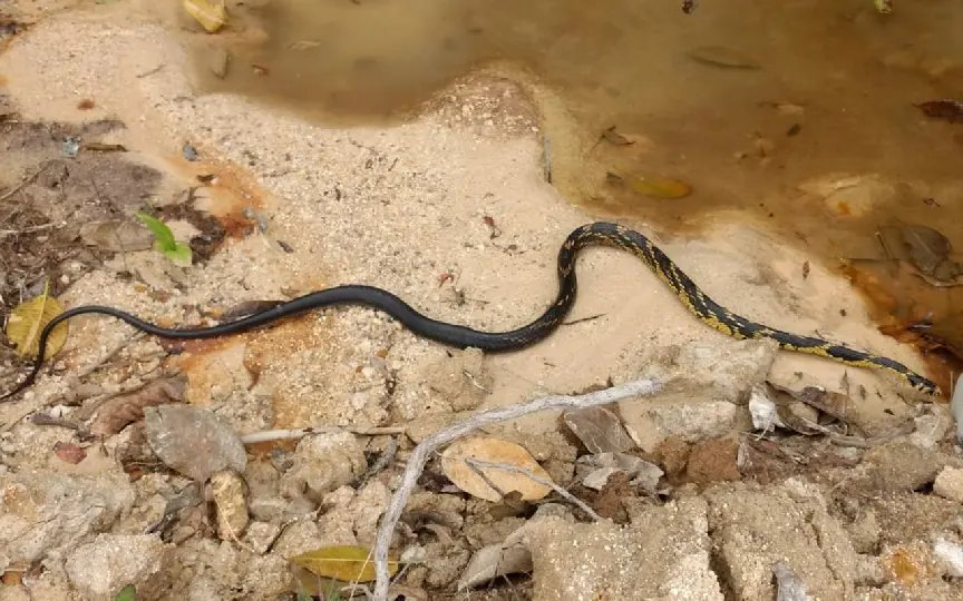 Duas serpentes Caninanas são retiradas da cumeeira de casa