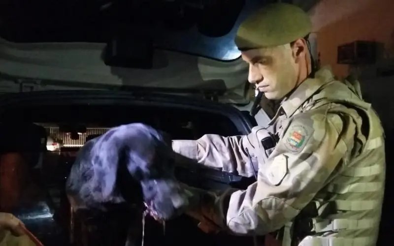 Cão leva tiro ao tentar impedir a morte de catador de recicláveis