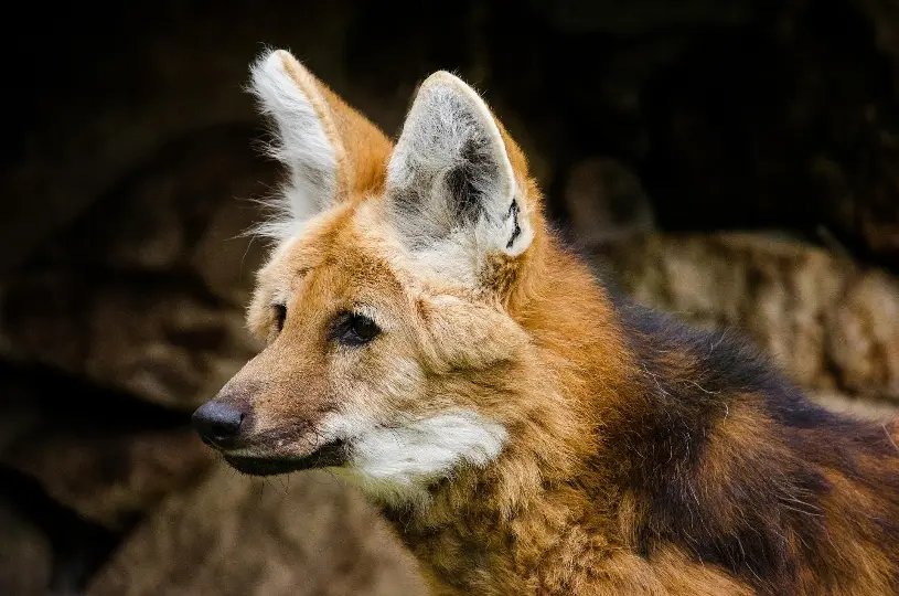 Escolhido para c&eacute;dula de R$ 200, lobo-guar&aacute; sofre amea&ccedil;a de extin&ccedil;&atilde;o