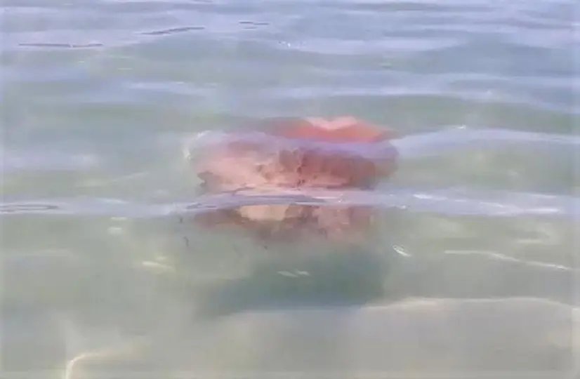 Medusa rara &eacute; vista em praia de Santa Catarina   